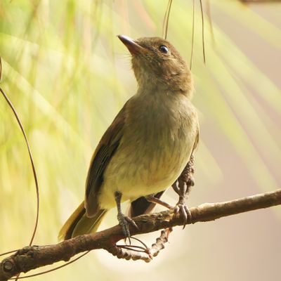 GREEN-BACKED WHISTLER - BYZ08204x.jpg