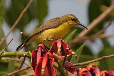 GARDEN SUNBIRD - BYZ08604x.jpg