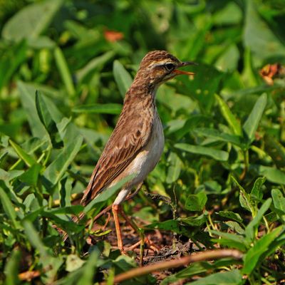 PADDYFIELD PIPIT - BYZ06566a.jpg