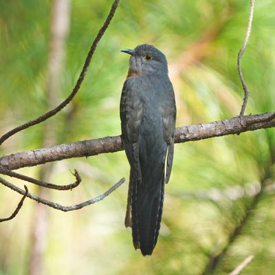 RUSTY-BREASTED CUCKOO - BYZ03385x.jpg