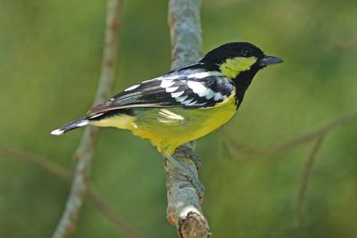 ELEGANT TIT - BYZ05597x.jpg
