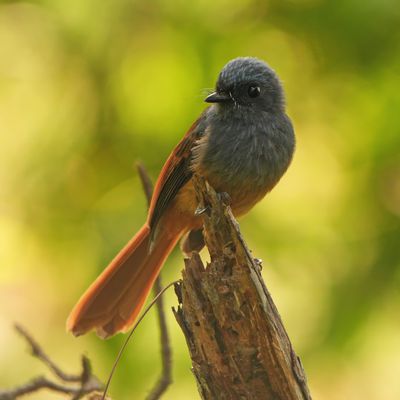 BLUE-HEADED FANTAIL - BYZ08487x.jpg