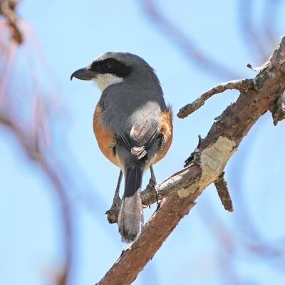 MOUNTAIN SHRIKE - BYZ06962a.jpg