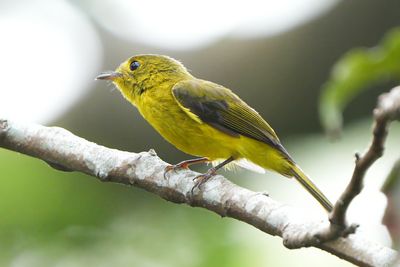 CITRINE CANARY FLYCATCHER - BYZ07968x.jpg