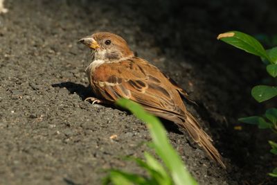EURASIAN TREE SPARROW - DSCF2347a.jpg