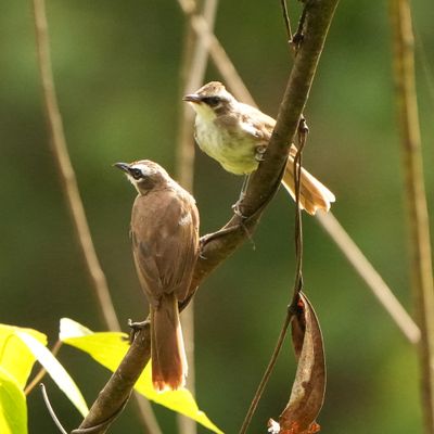 YELLOW-VENTED BULBUL - BYZ09633a.jpg