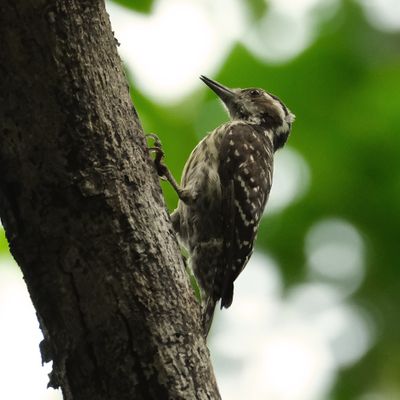 PHILIPPINE PYGMY WOODPECKER - DSCF2254a.jpg