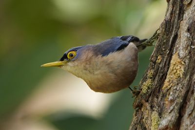SULPHUR-BILLED NUTHATCH - BYZ07380x.jpg