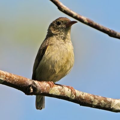 BUZZING FLOWERPECKER - BYZ09399x.jpg
