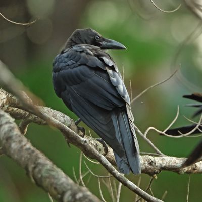 LARGE-BILLED CROW - DSCF2487aa.jpg