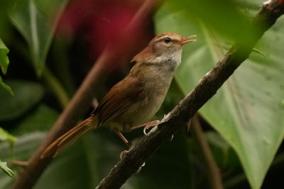 PHILIPPINE BUSH WARBLER - BYZ09268a.jpg