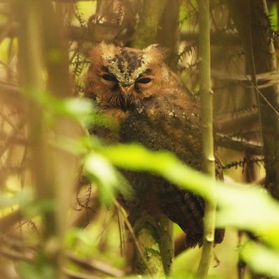 PHILIPPINE SCOPS OWL - BYZ09809aa.jpg