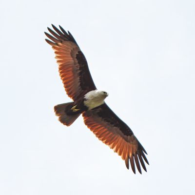 BRAHMINY KITE - BYZ07602x.jpg