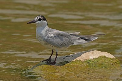 WHISKERED TERN - BYZ07574a.jpg