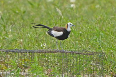 PHEASANT-TAILED JACANA - BYZ09952x.jpg