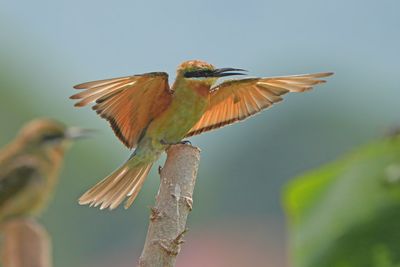 BLUE-TAILED BEE-EATER - BYZ09942x.jpg