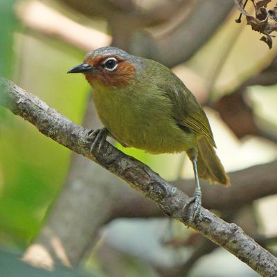 CHESTNUT-FACED BABBLER - BYZ07924b.jpg