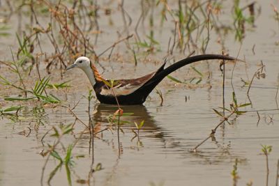 PHEASANT-TAILED JACANA - BYZ09980X.jpg