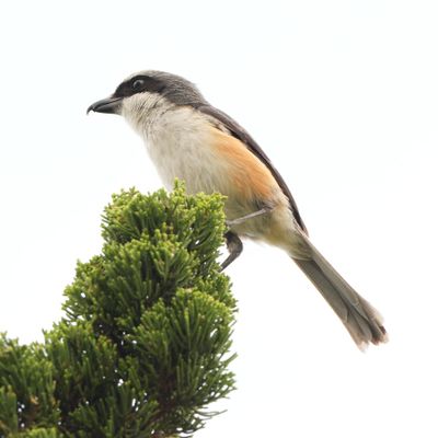 MOUNTAIN SHRIKE - BYZ08331x.jpg