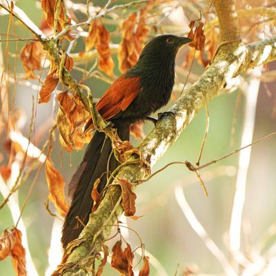 PHILIPPINE COUCAL - BYZ08747x.jpg