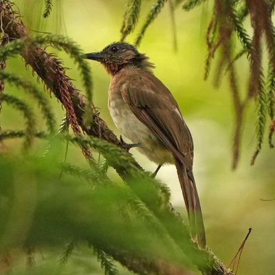 PHILIPPINE BULBUL - BYZ09859a.jpg