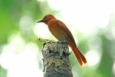 RUFOUS PARADISE FLYCATCHER - DSCF2273x.jpg