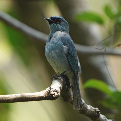 TURQUOISE FLYCATCHER - BYZ07945a.jpg