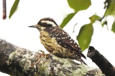 PHILIPPINE PYGMY WOODPECKER - BYZ00006x.jpg