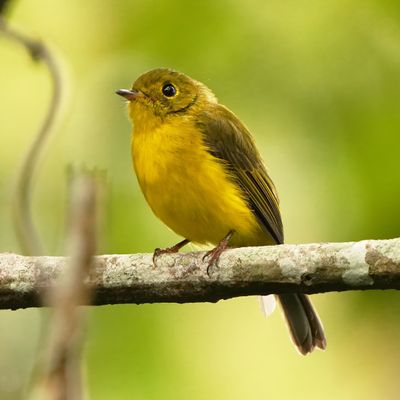 CITRINE CANARY FLYCATCHER - BYZ09877x.jpg