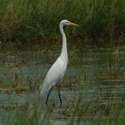 GREAT EGRET - DSCF2597x.jpg