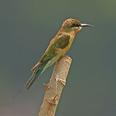 BLUE-TAILED BEE-EATER - BYZ09902x.jpg