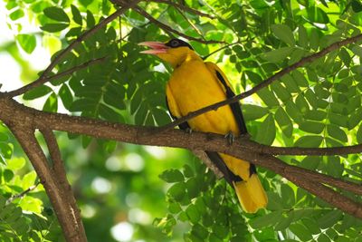 BLACK-NAPED ORIOLE - DSCF2105a.jpg
