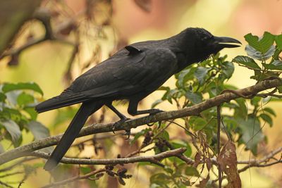 LARGE-BILLED CROW - BYZ08456a.jpg