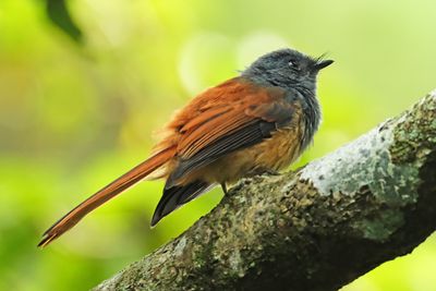 BLUE-HEADED FANTAIL - DSCF2826x.jpg