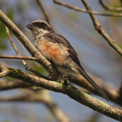 MOUNTAIN SHRIKE - BYZ00290x.jpg