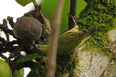 LUZON SUNBIRD - BYZ00391x.jpg