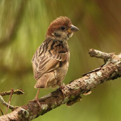 EURASIAN TREE SPARROW - BYZ00346x.jpg