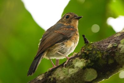 MANGROVE BLUE FLYCATCHER - BYZ00420x.jpg
