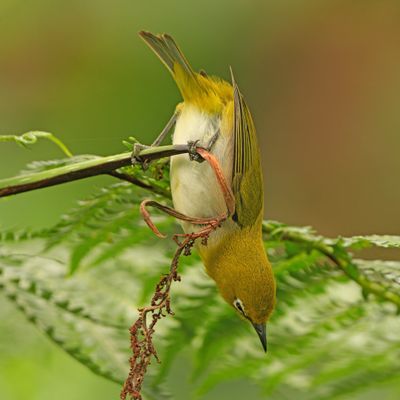 WARBLING WHITE-EYE - BYZ08836x.jpg