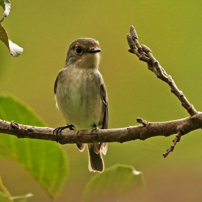 LITTLE PIED FLYCATCHER - BYZ00476x.jpg