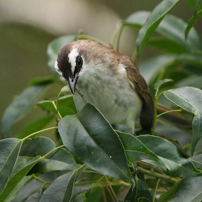 YELLOW-VENTED BULBUL - BYZ09605a.jpg