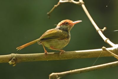 GREY-BACKED TAILORBIRD - BYZ00534x.jpg