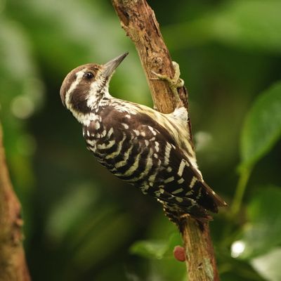 PHILIPPINE PYGMY WOODPECKER - BYZ00434x.jpg