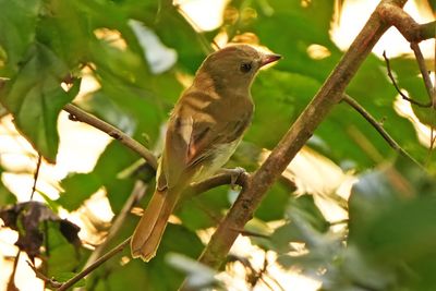 GREEN-BACKED WHISTLER - BYZ00582x.jpg