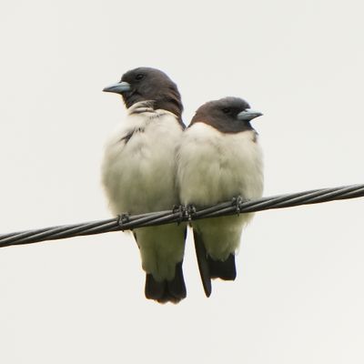 WHITE-BREASTED WOODSWALLOW - BYZ00733a.jpg