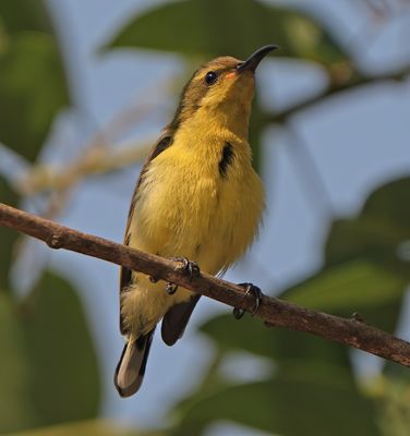GARDEN SUNBIRD - BYZ08586x.jpg
