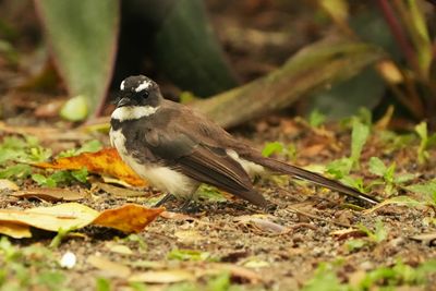 PHILIPPINE PIED FANTAIL - BYZ01531x.jpg
