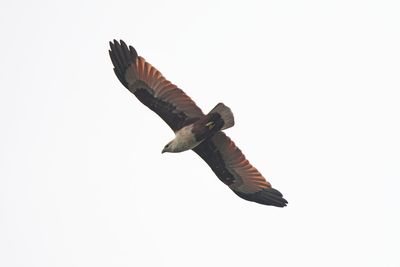 BRAHMINY KITE - BYZ01558x.jpg