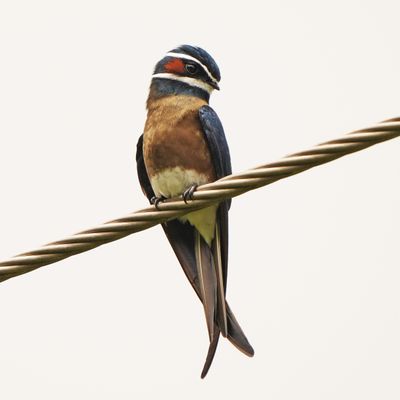 WHISKERED TREESWIFT - BYZ01593a.jpg