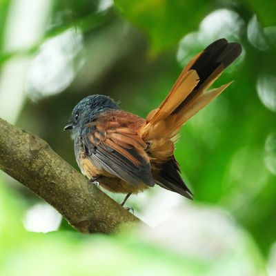 BLUE-HEADED FANTAIL - DSCF2914x.jpg